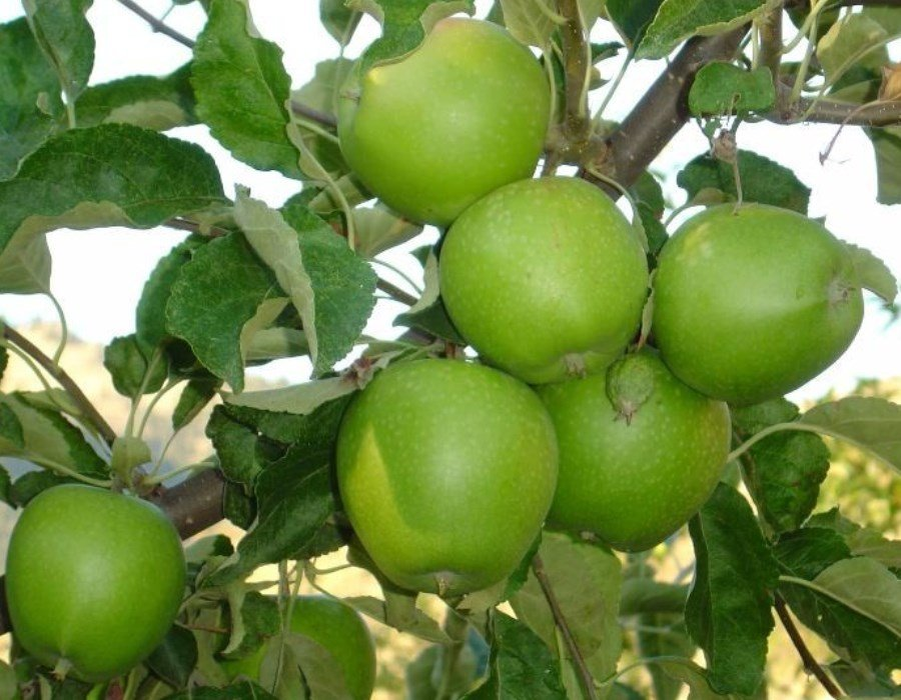 Гренни Смит