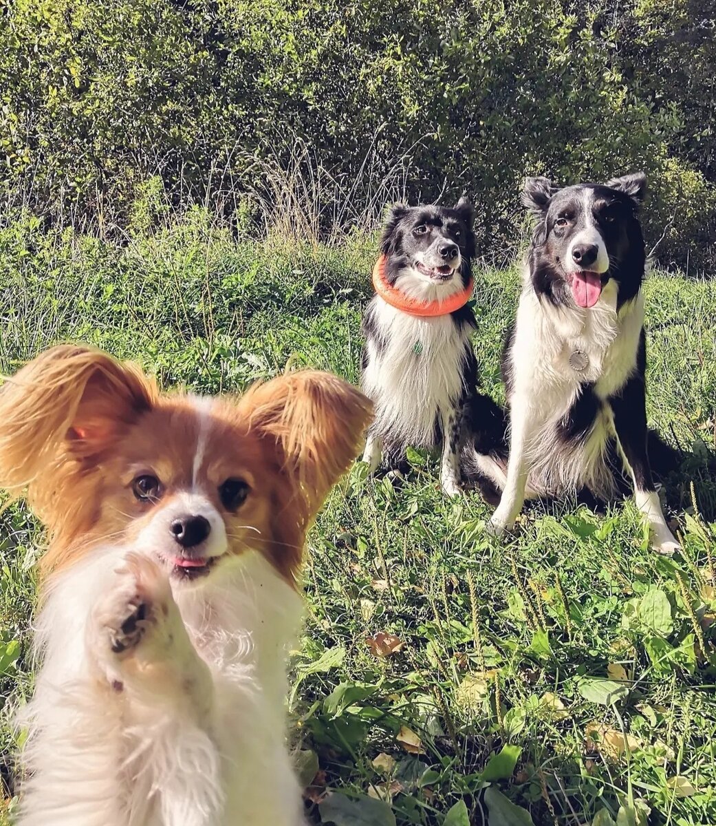 Бета делает "проси!" пока мальчики сидят на выдержке сзади.
