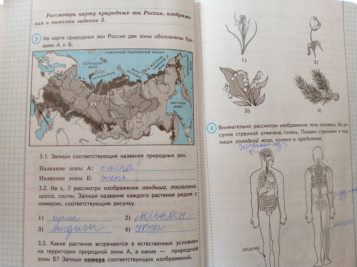 Карта Природные зоны России для 6 класса