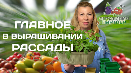 Перевалка и пикировка рассады томатов | Делаем всё правильно и не допускаем ошибок