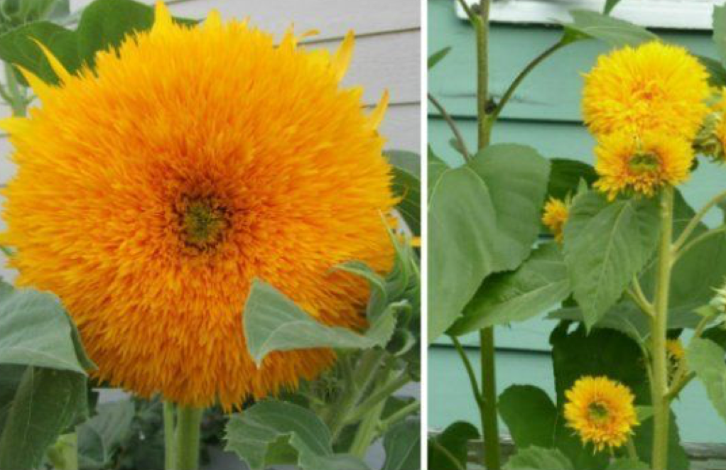 Джайнт Санголд – это разновидность знаменитого «Мишки Тедди» (источник фото: ogorod.ru)