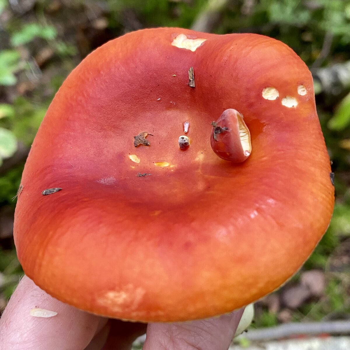 Сыроежка золотистая (Russula aurea).  📕 Московской, Рязанской … области. 