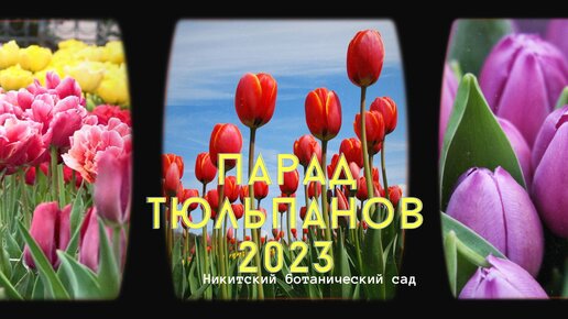 Никитский ботанический сад. Парад тюльпанов 2023