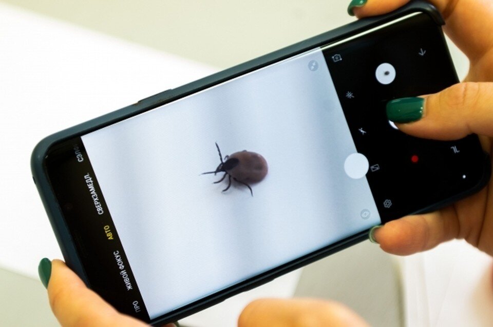     Автор фото: Пыхалова Юлия