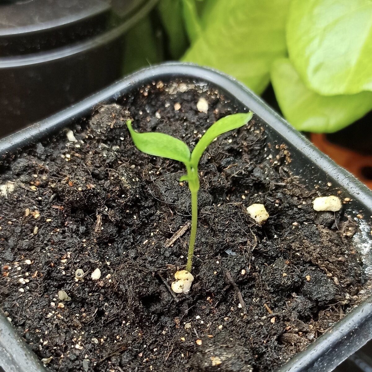 Перец кустарниковый, F1 все небо в звездах. Седек.