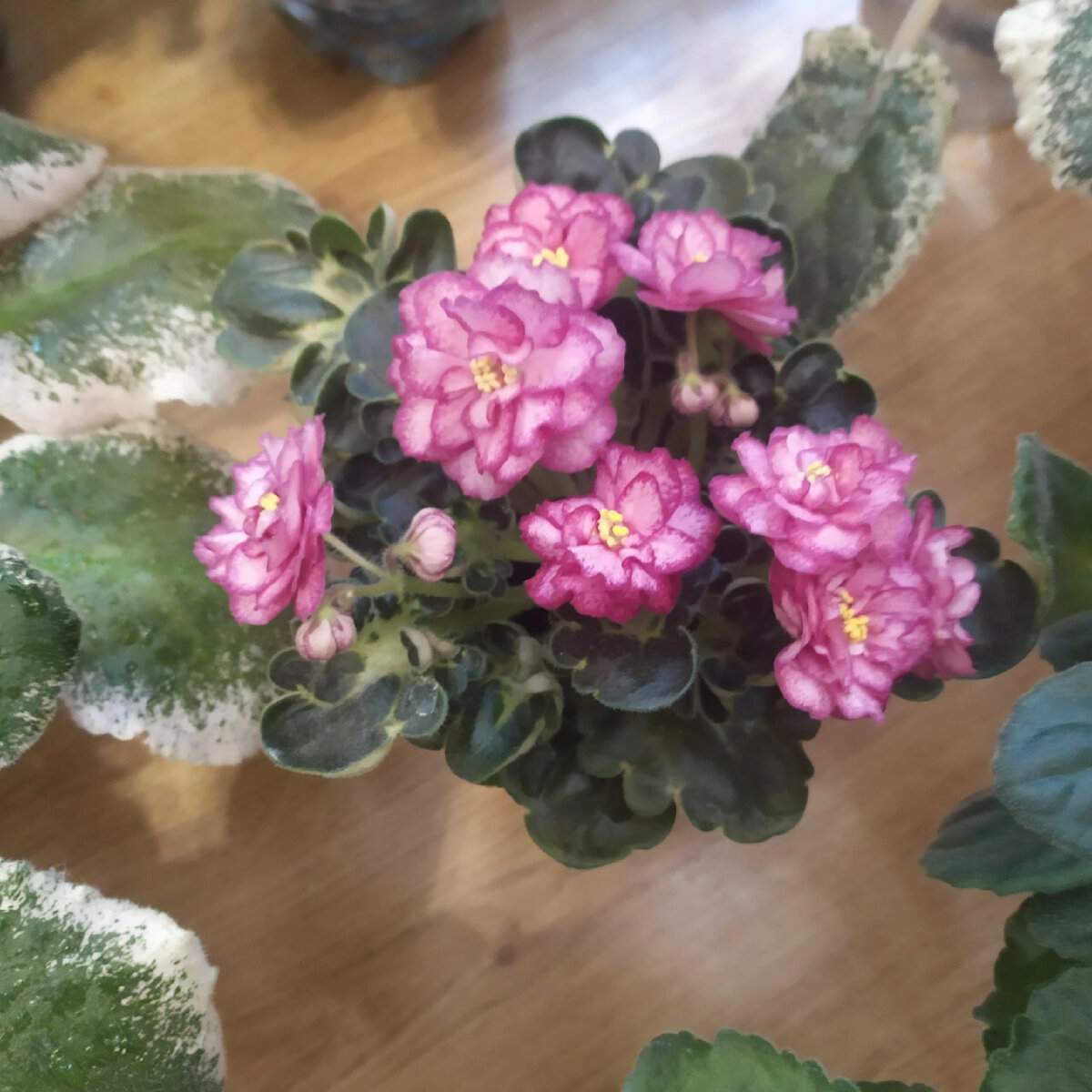 ЛФ- Мраморный Пион