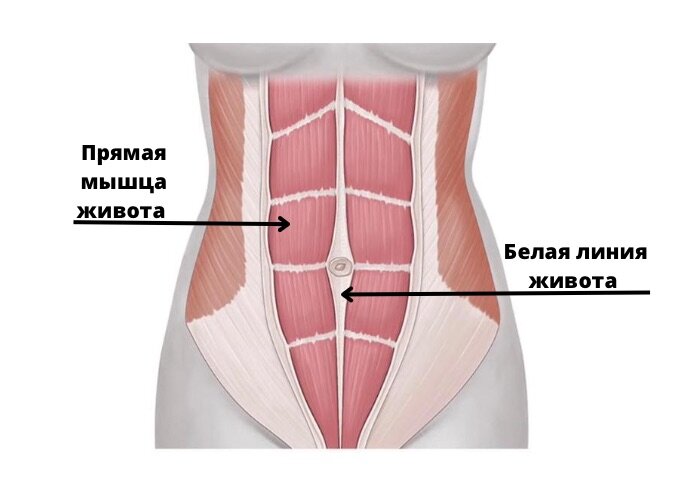 Белая линия живота 