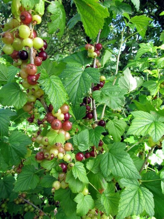 Какой из айфонов самый лучший и надежный на холоде