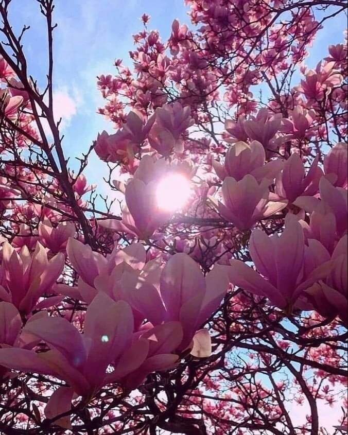 Магнолия Суланж