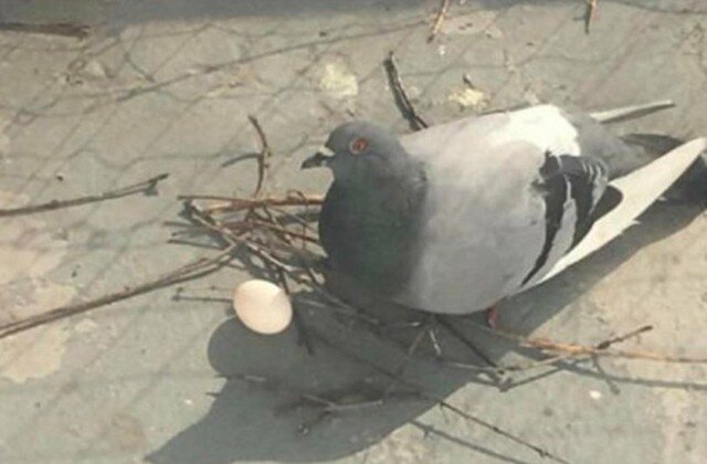 Юрий Асотиков голубей разводит много лет, сегодня у него более 30 пар птиц.