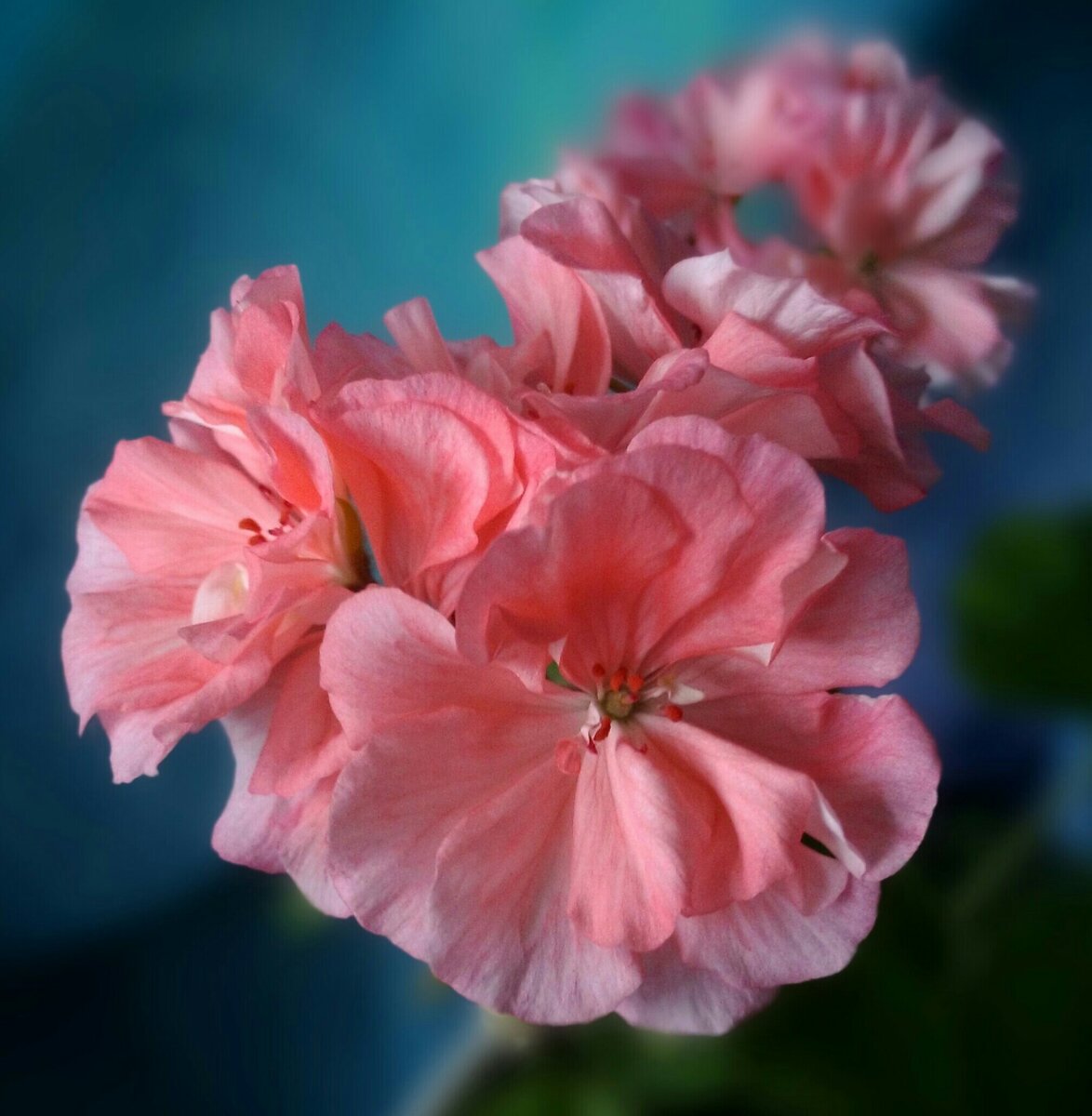 "Шёлк-Лагуна". Всегда безбожно вытягивалась за зиму. Как и Дениз. И росла одной палкой. 