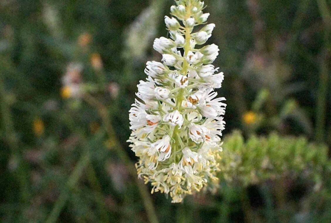 Цветы светлых оттенков