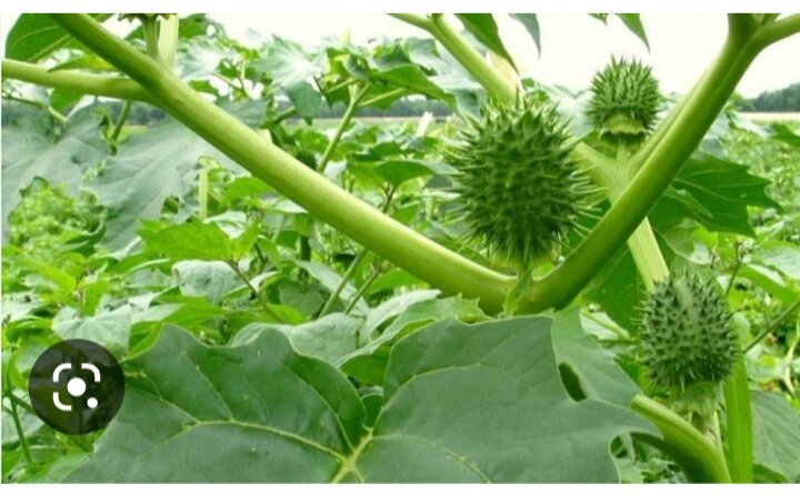 Дурман и его плоды. 