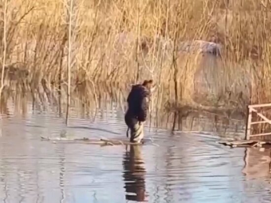     Фото: скриншот видео @go_pavlovsk