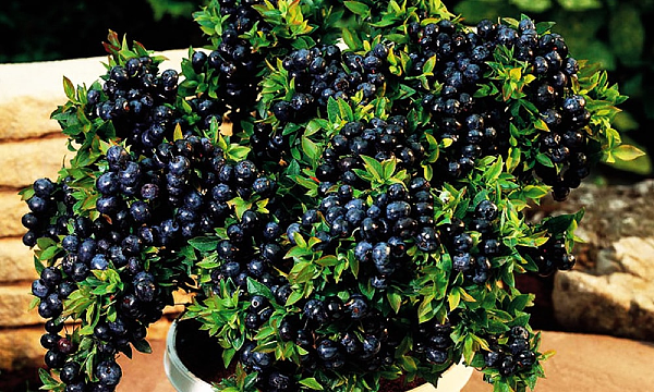 Дикая черника способствует подвижности суставов и укрепляет кости