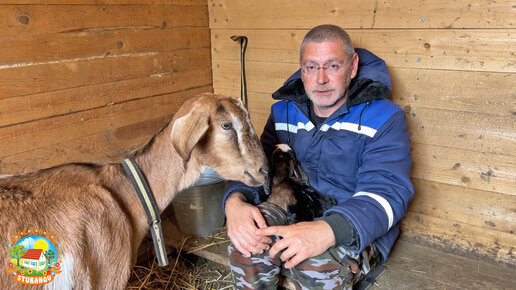 #531 МЫ В ШОКЕ ОТ ТАКОГО ПРИПЛОДА! Кого родила наша коза?