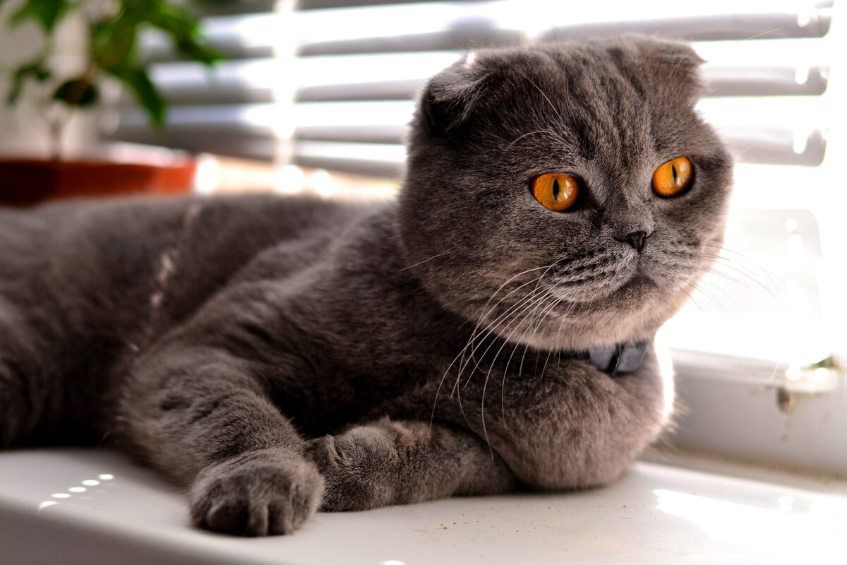 Скоттиш-фолд 