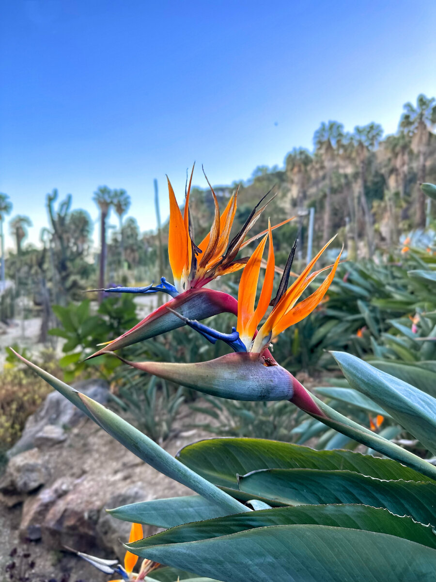 Две птичьих головки 😀