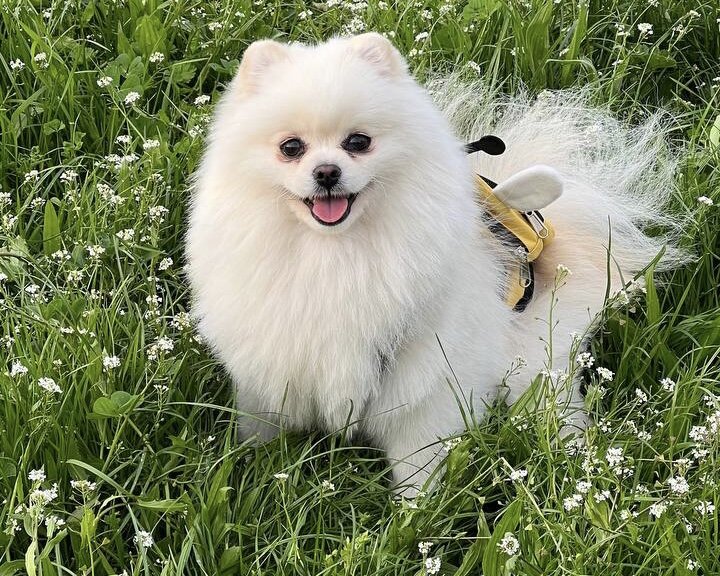 На прогулках без команд не обойтись 