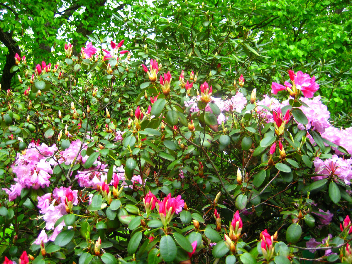 А где-то в это время цветет магнолия...