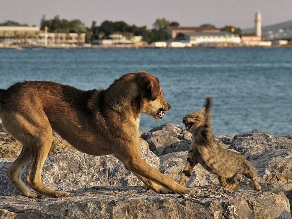 Противостояние кошек и собак