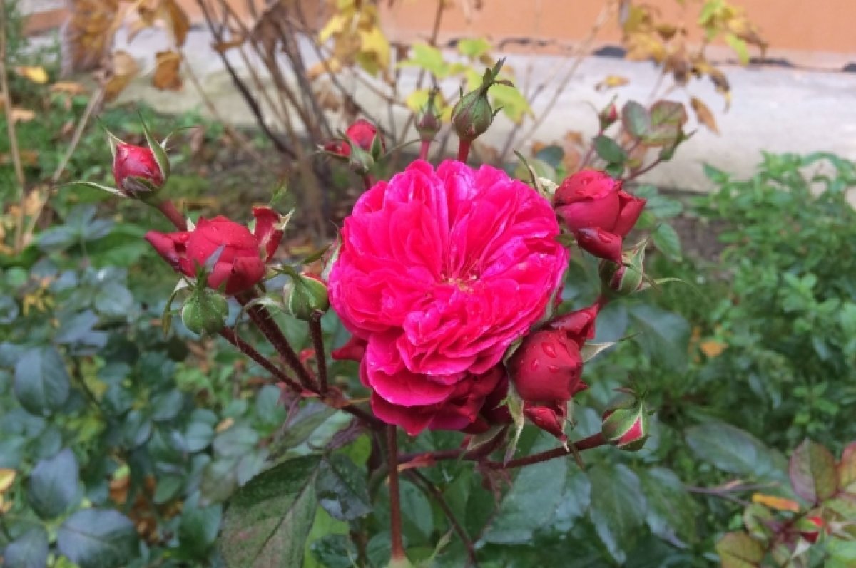    21 апреля в Туле прогнозируют солнечную погоду и до +17