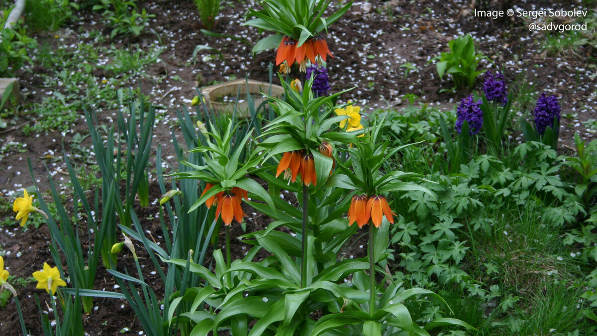 Такую картину цветения рябчиков я застал в один из приездов в мамин сад. Эффектные? А то! Но... (3 фото, листайте)