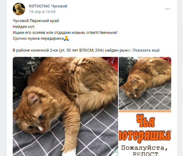 Надеемся, что этот рыжий тоже счастливчик