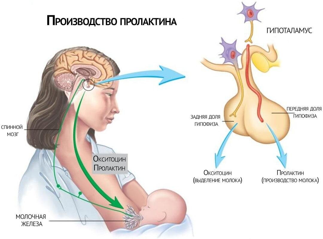 Когда женщина кормит грудью ребенка, ее гипоталамус вырабатывает гормон, называемый пролактином, который стимулирует продукцию молока. Высокий уровень пролактина в крови женщины, вызванный частыми кормлениями грудью, может также подавлять выработку гонадотропных гормонов гипоталамуса и гипофиза, необходимых для овуляции и зарождения новой беременности