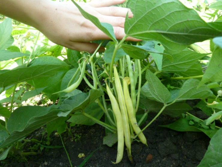Спаржевая фасоль. Фасоль обыкновенная. Фасоль в огороде. Фасоль стручковая вырастить. Фасоль спаржевая и стручковая.
