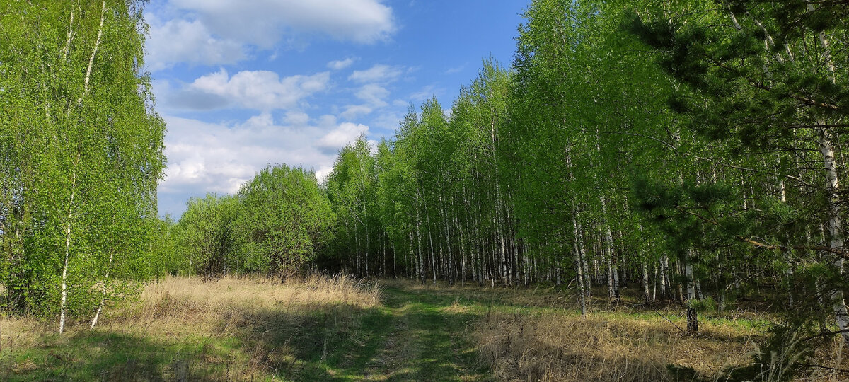 Стёжки-дорожки ведут нас, манят куда-то. Фото автора