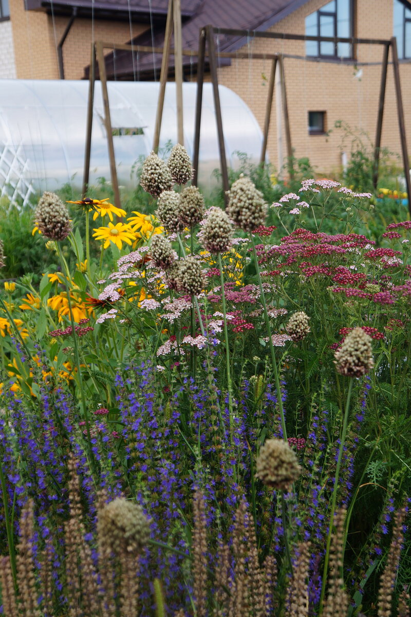 там должен был быть оранжевый тысячелистник, а не малиновый...Получился винегрет