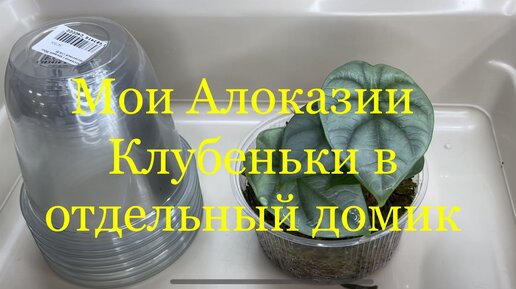 Моя коллекция алоказий ! Клубеньки в отдельный домик