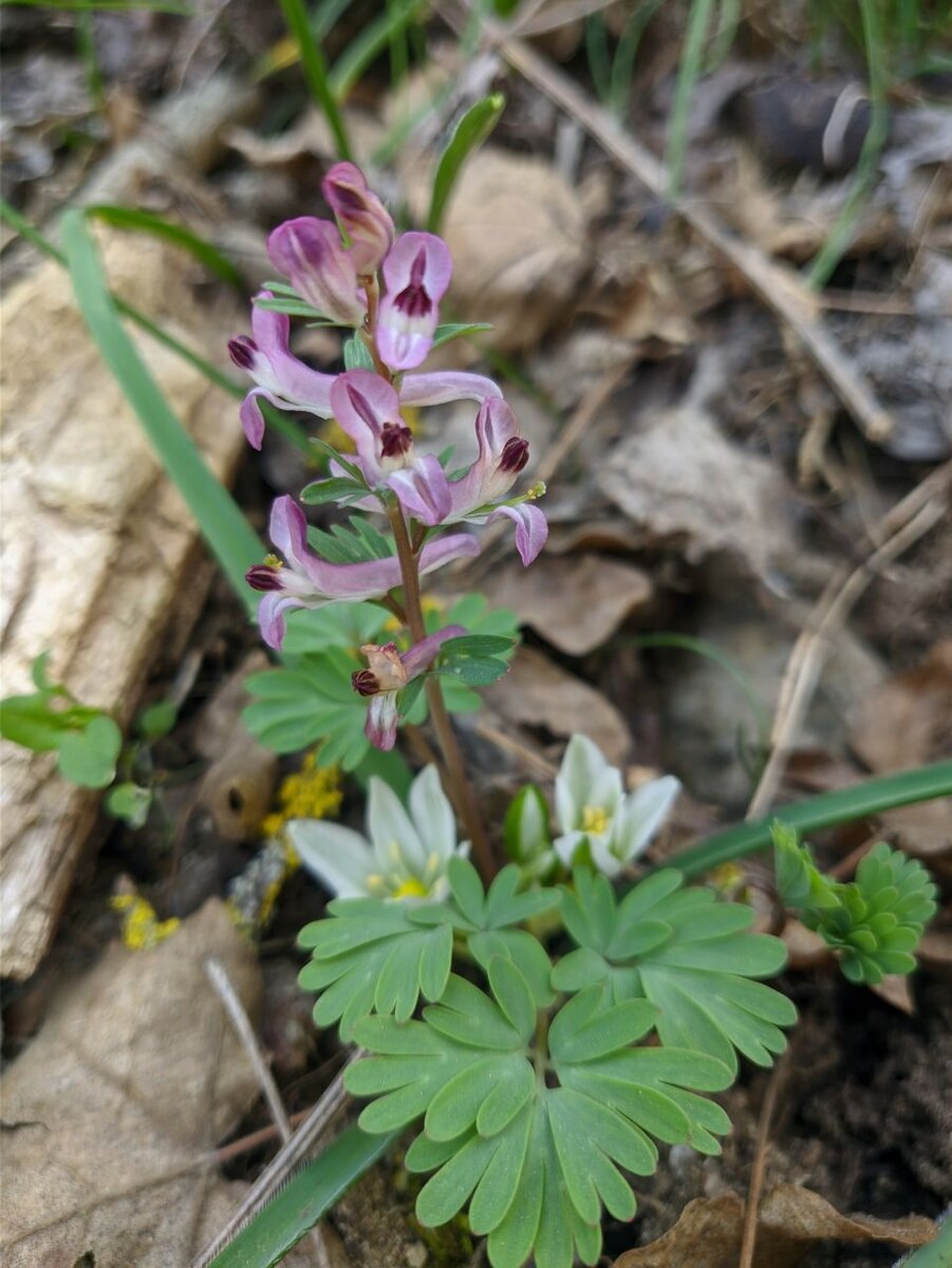 Хохлатка Purple Beauty