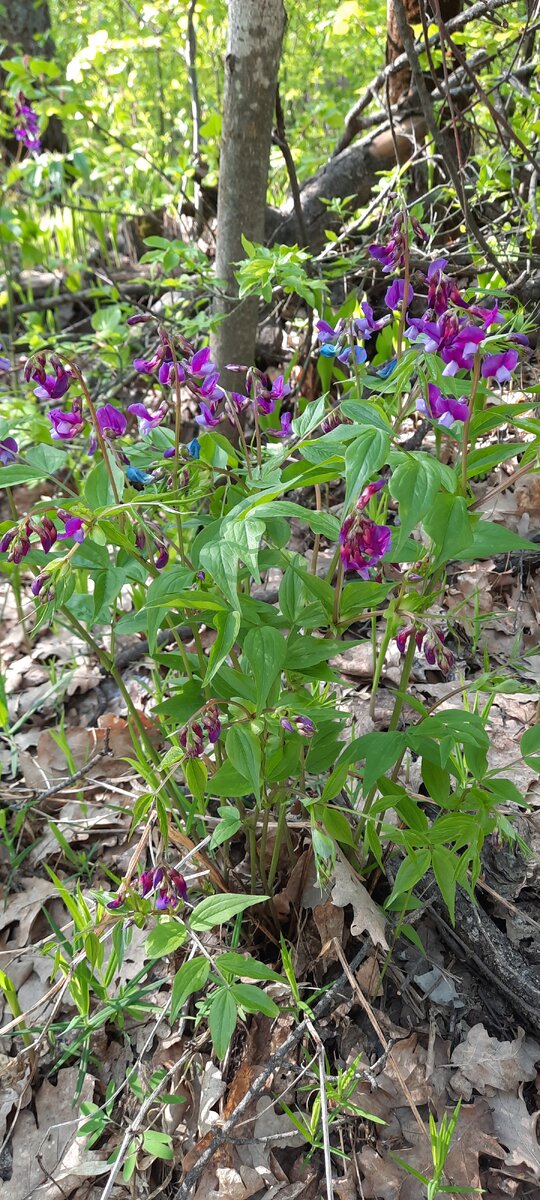 Весна, 29.04.2023 