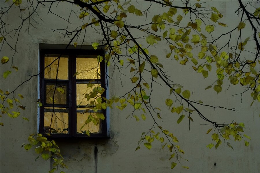 Окна родного дома. Ветки на окна. Деревья за окном. Ветви деревьев за окном.