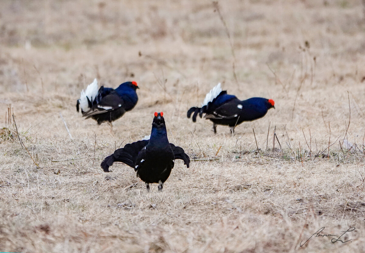 У тетеревов очень смешные красные брови
