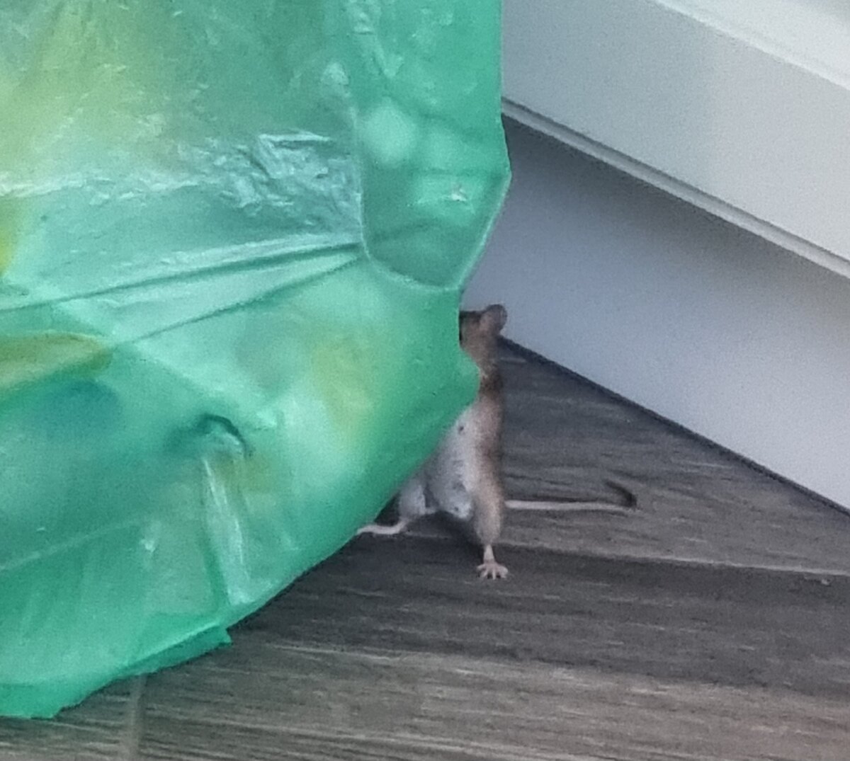 Представляете, стоит и жрёт!!!