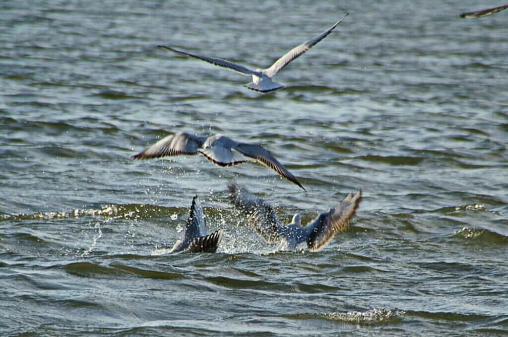 Чайка на бое - значит и хищник здесь. Фото из интернета.