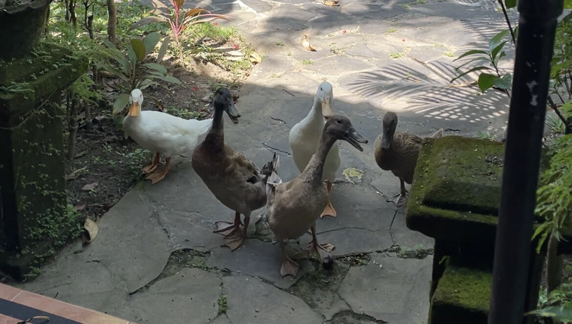 Мои новые друзья