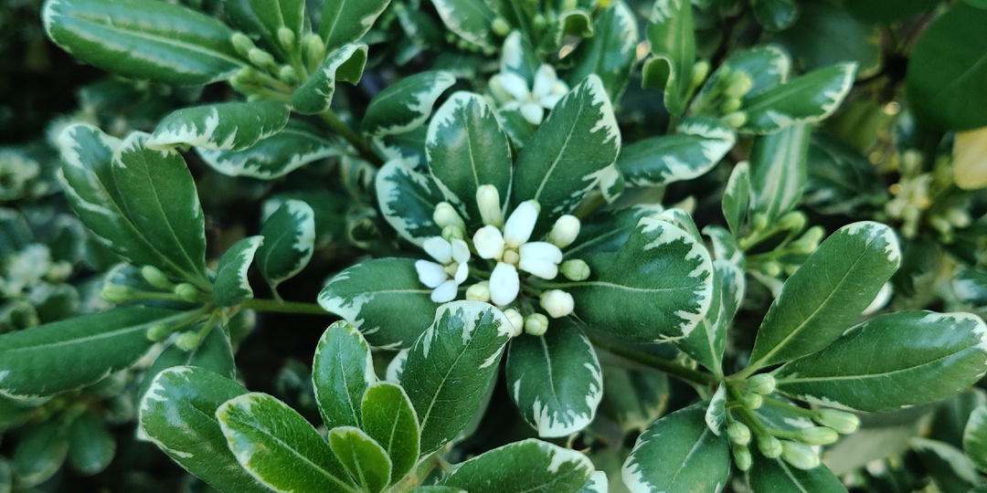 АНОНСЫ НА МАЙ: ЗЕЛЕНЫЕ ВЫСТАВКИ, ЯРМАРКИ РАСТЕНИЙ, ЦВЕТОЧНЫЕ МАРКЕТЫ И СВОПЫ (Питер, Москва, Гатчина, Липецк, Нижний Новгород, Ярославль)