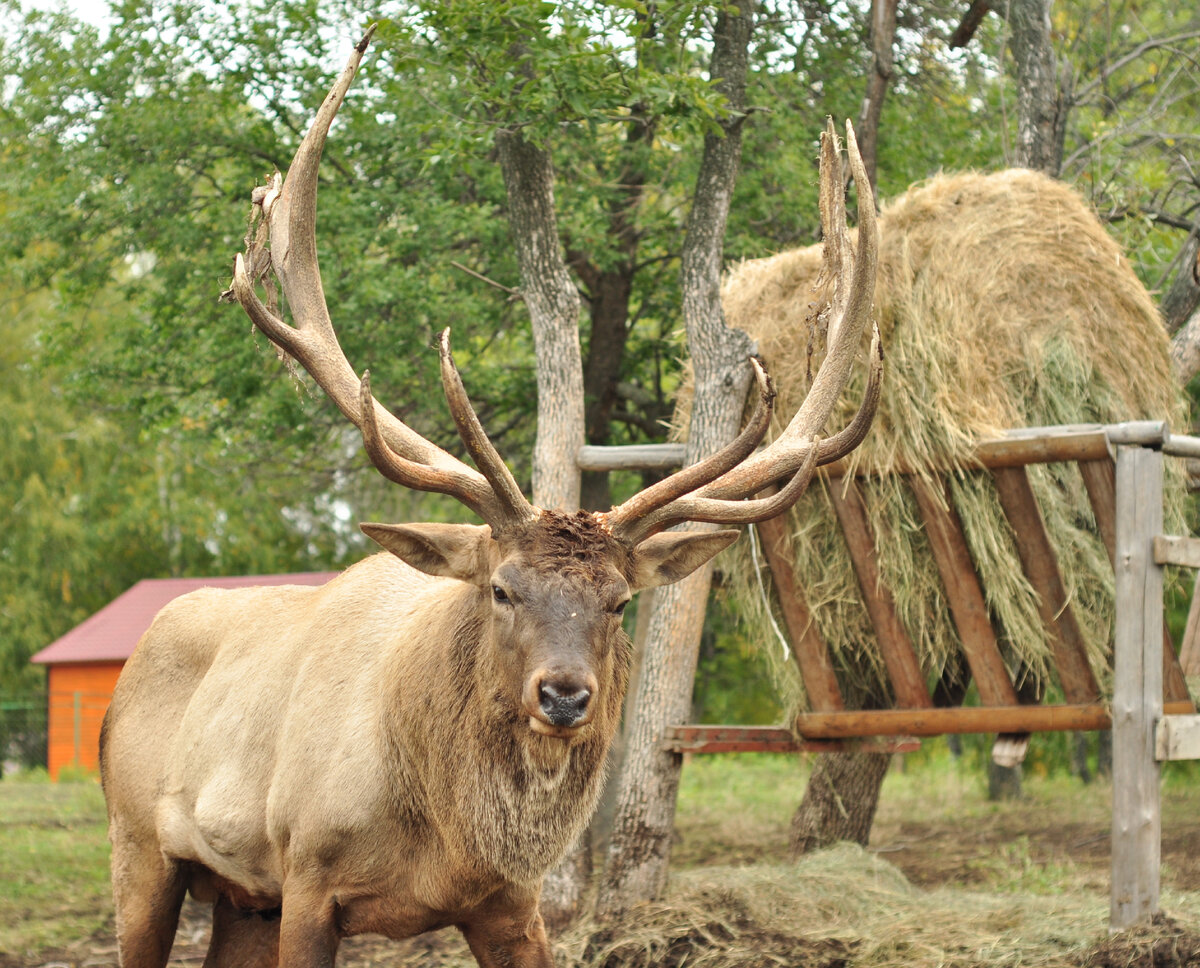 Наша гордость
