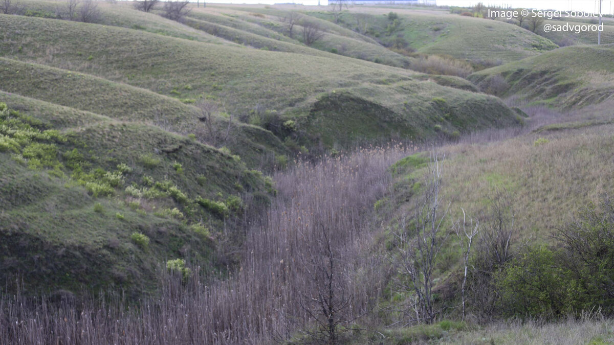 На самом дне балке иногда, вероятно, течёт речка-ручей. Всё заросло тростником.