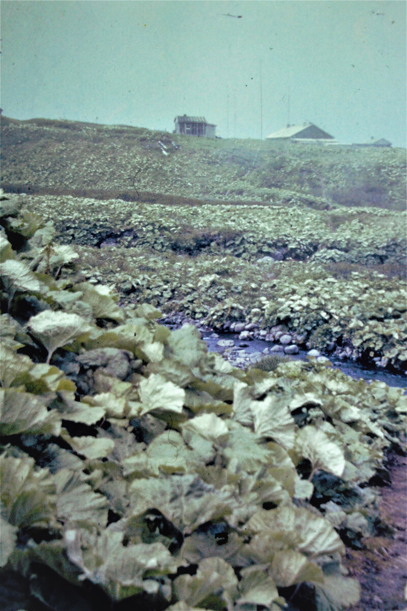 Тропинка на метео в районе брода