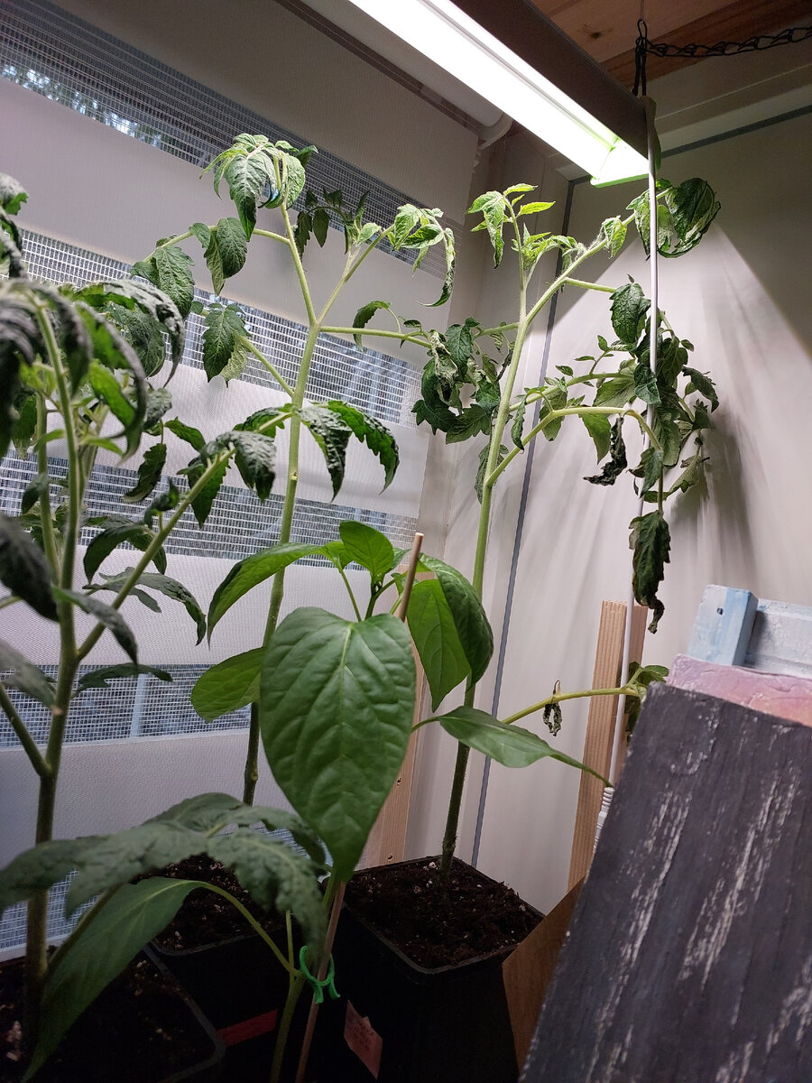 Голые стволы и увядающие листья от излишней заботы.