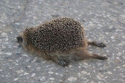 Фото из интернета