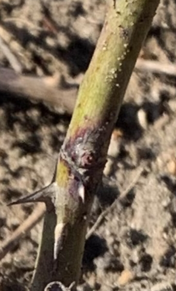 Инфекционный ожог