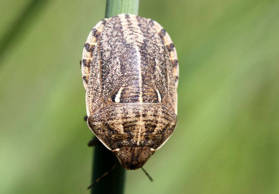    Посевам зерновых культур в Оренбуржье угрожает вредная черепашка Кристина Просвиркина