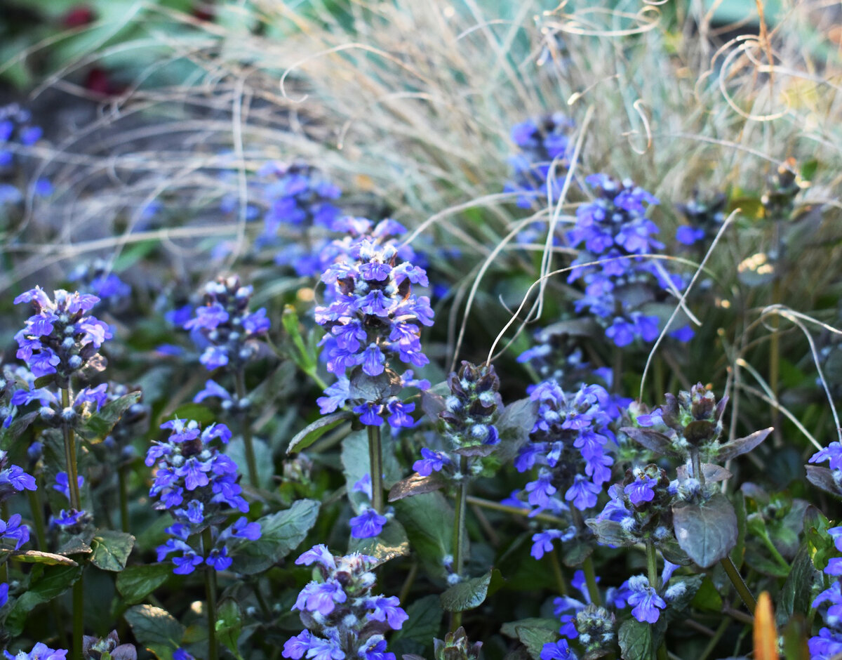 Живучка и осока