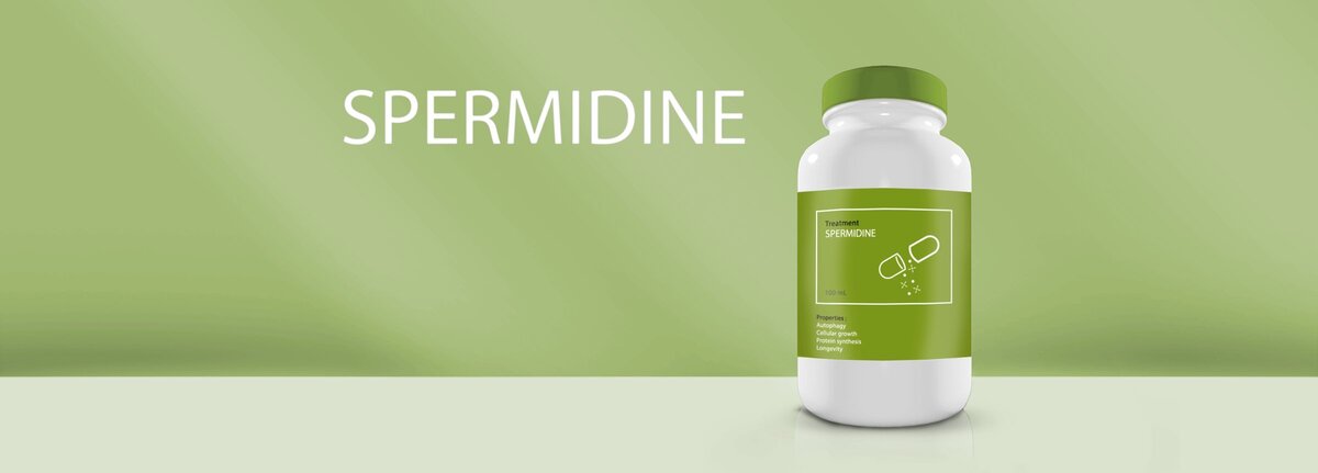 Фитнес советы на Пульсе. Спермидин как средство борьбы со старением и гипертонией. Научные исследования